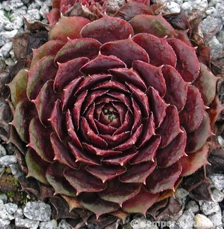 Purple King