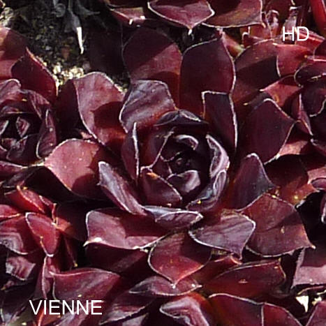Vienne
