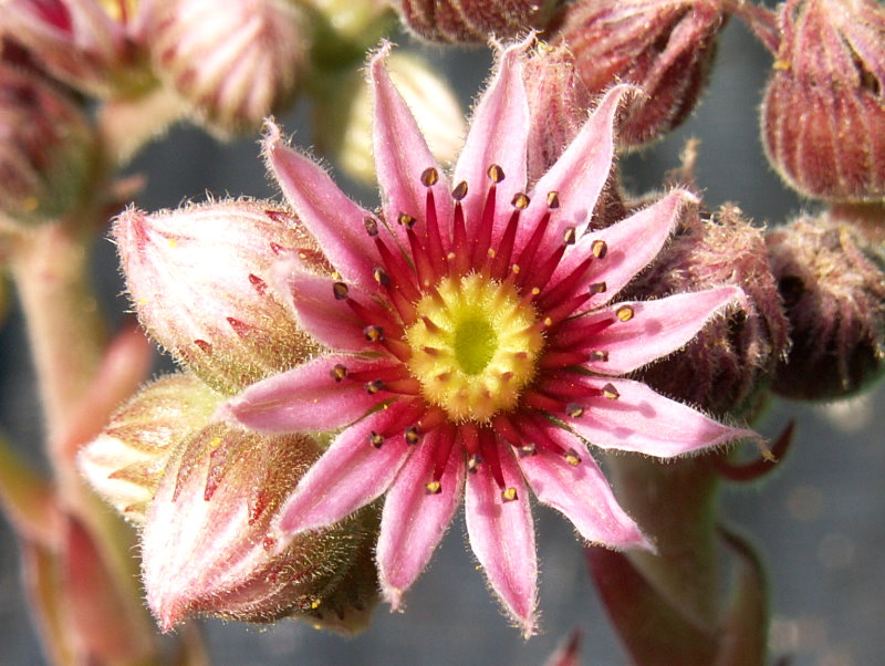 Plum Mist