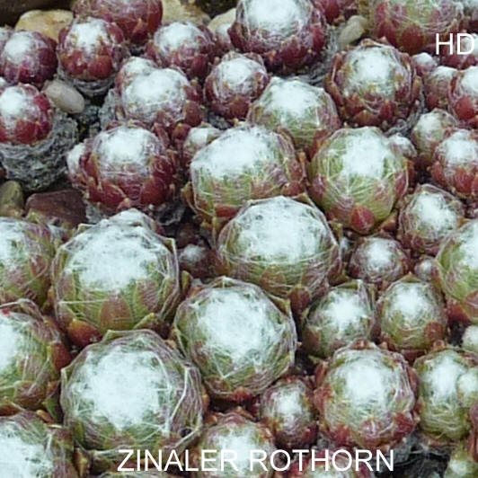 Zinaler Rothorn