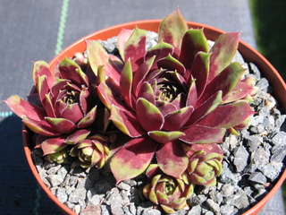 Purple King