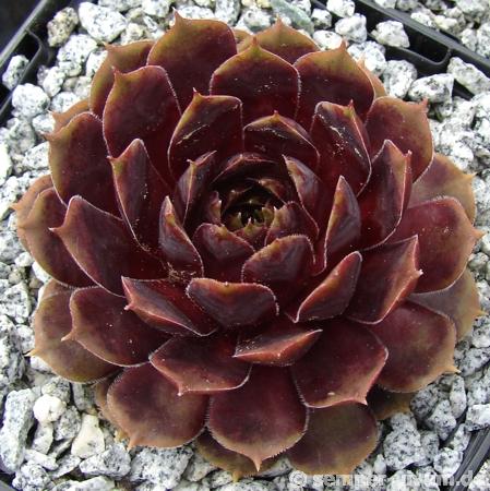 Purple King