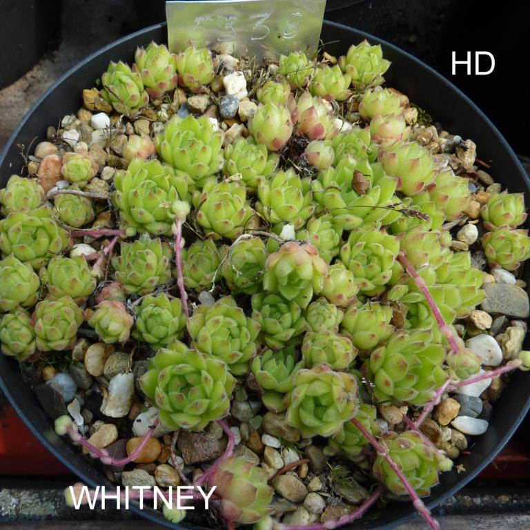 Whitney
