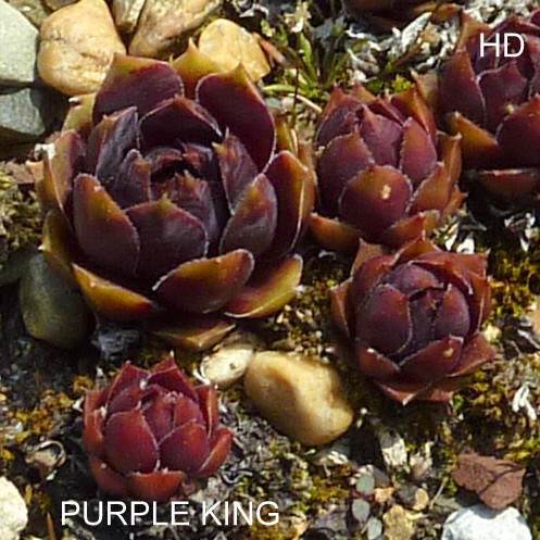 Purple King