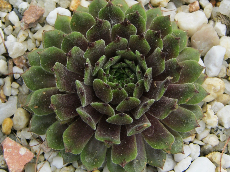 Zorba