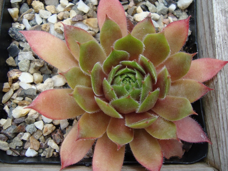 Purdy