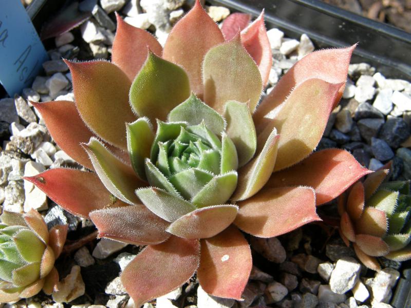 Rubra Ash