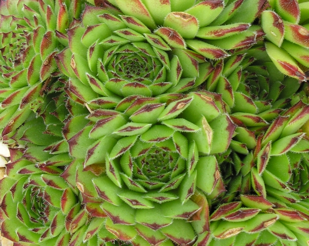 Virginius