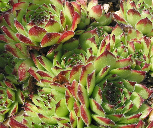Virginius