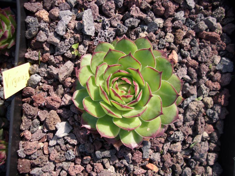 Virginius