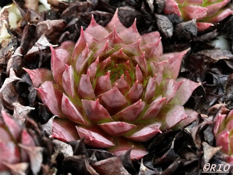 Wanda