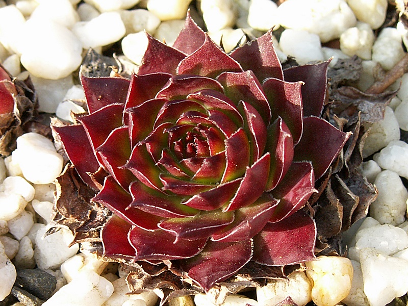 Virginius
