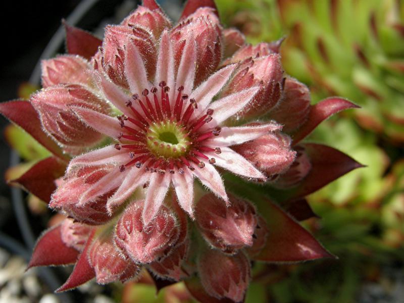 Virginius