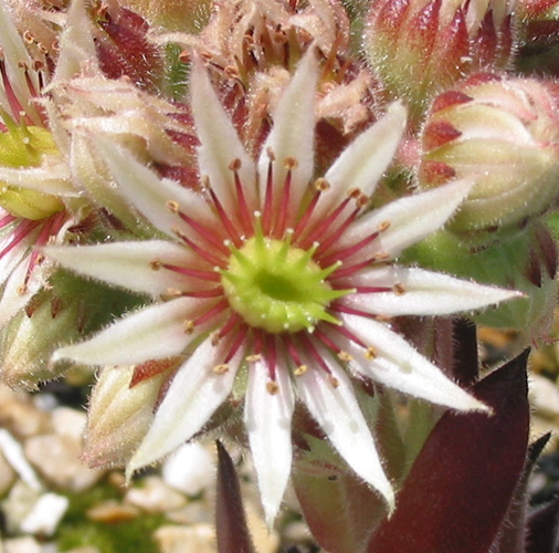 Virginius