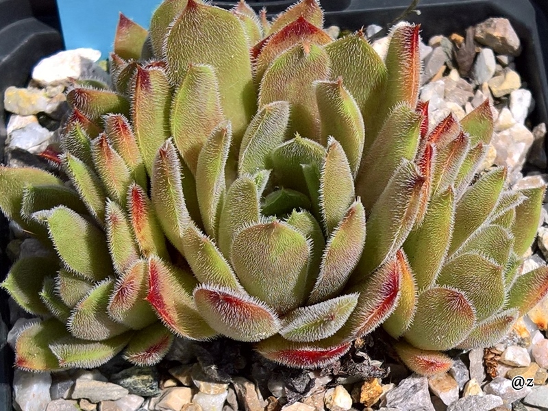 Zelca