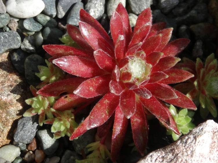 Red Spider