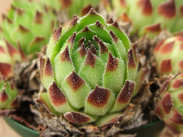 Virginius