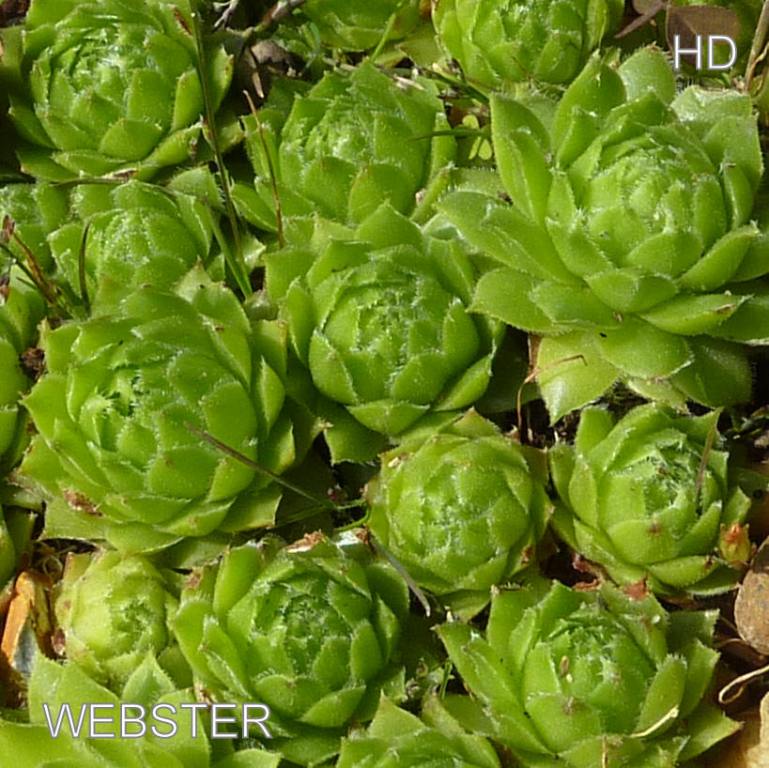 Webster