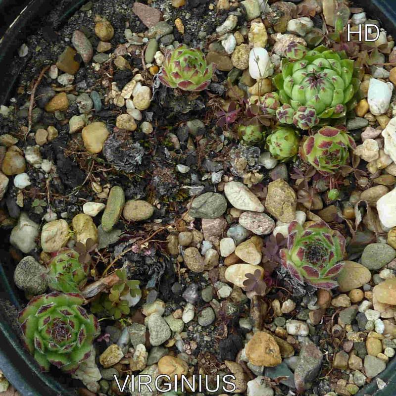 Virginius