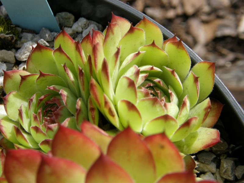 Virginius