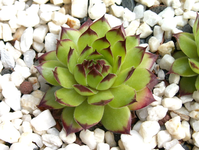 Virginius