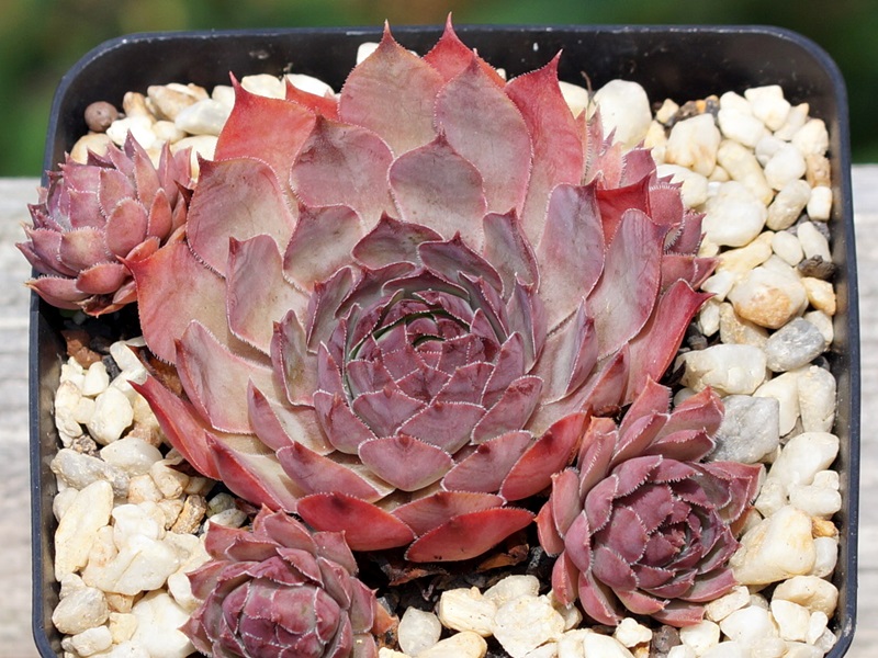 Wanda