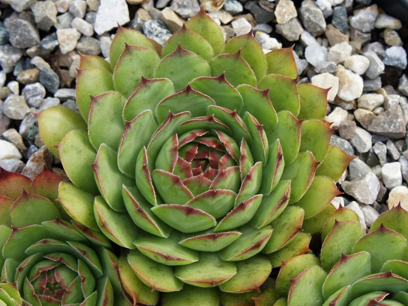 Virginius