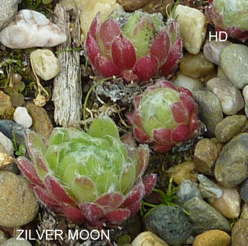 Zilver Moon