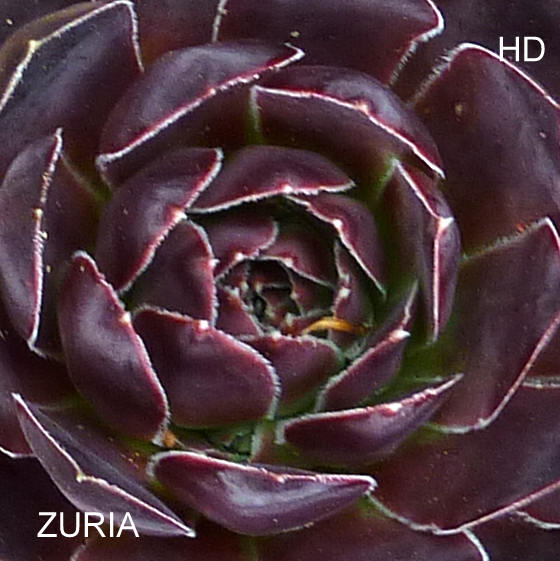 Zuria / Jovi