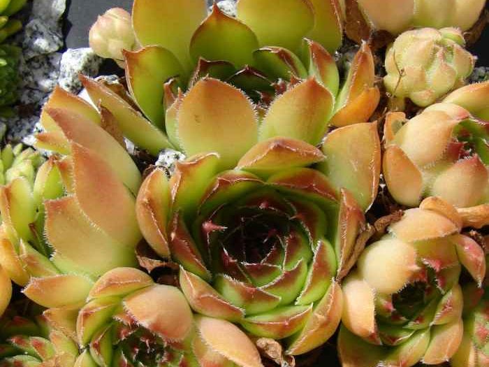 marmoreum from Apuseni, Cheile Turzii