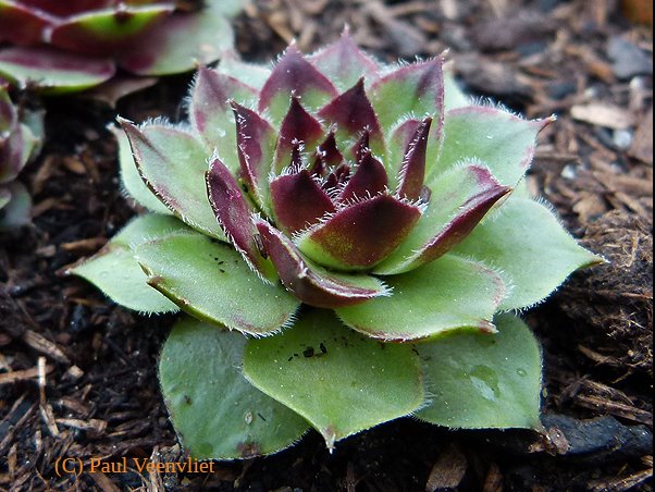 wulfenii ssp. juvanii from Resenik