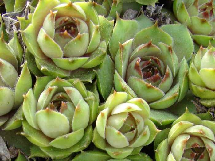 tectorum var. tectorum (boutignyanum) from Matagalls