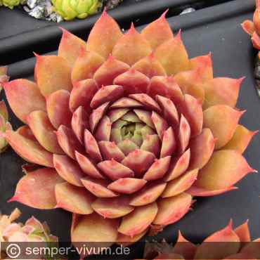 Waterlily ( II )