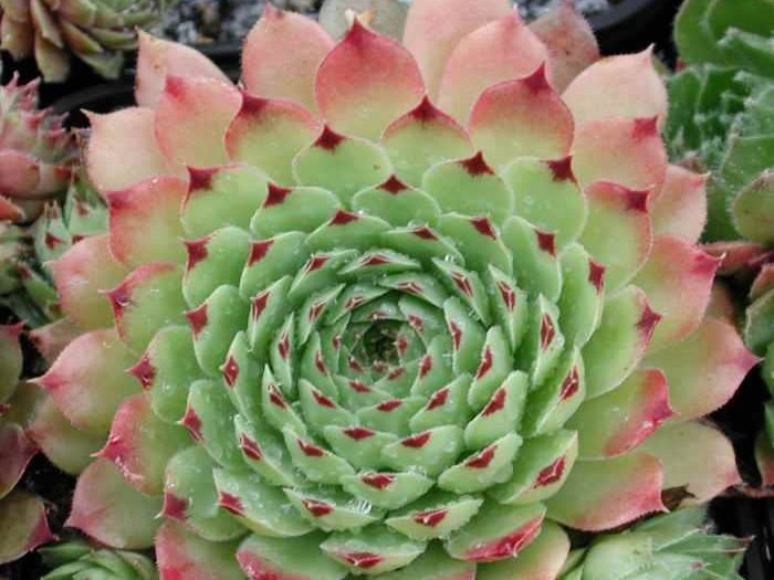 calcareum from La Mata de la Riba