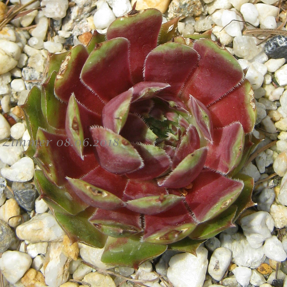 Sunray Goliath