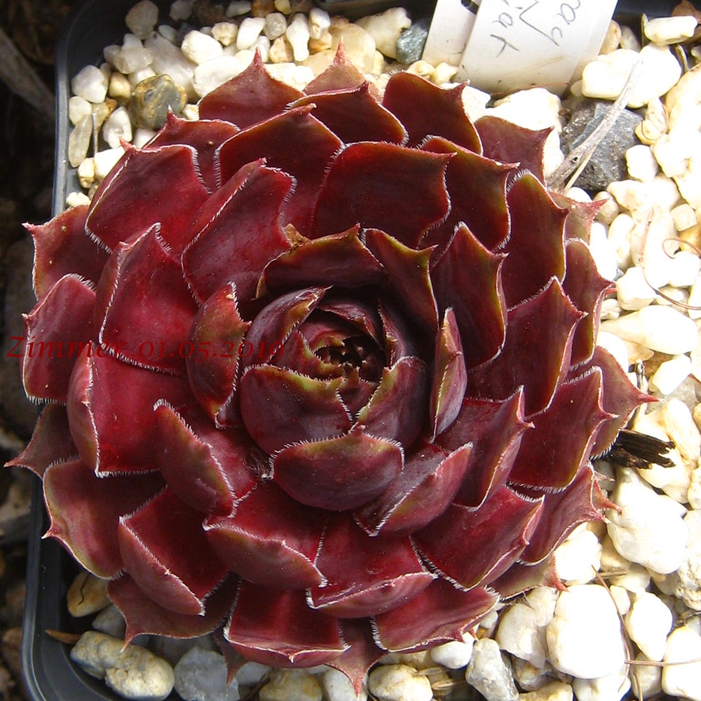 Sunray Goliath