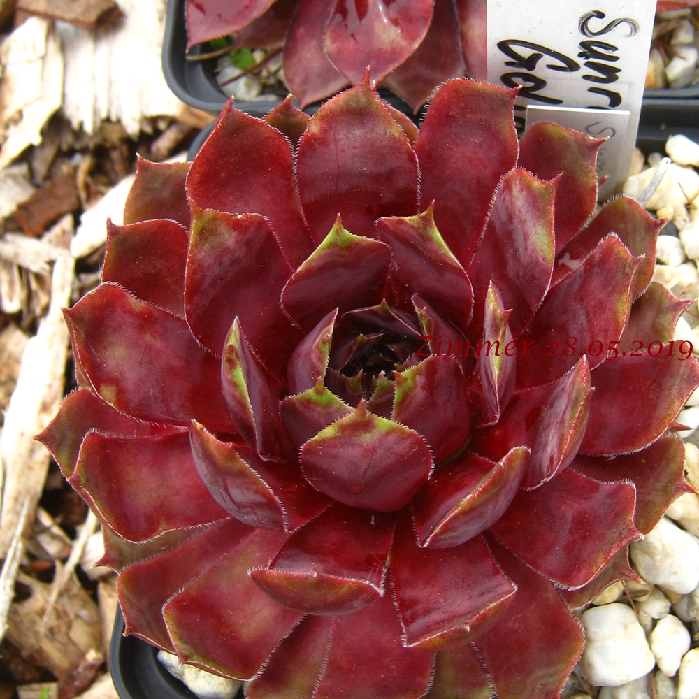 Sunray Goliath