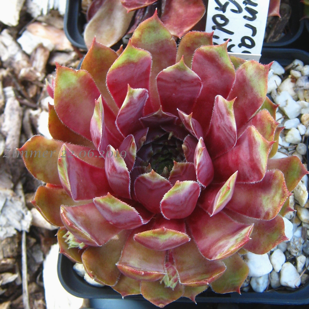 Sunray Goliath