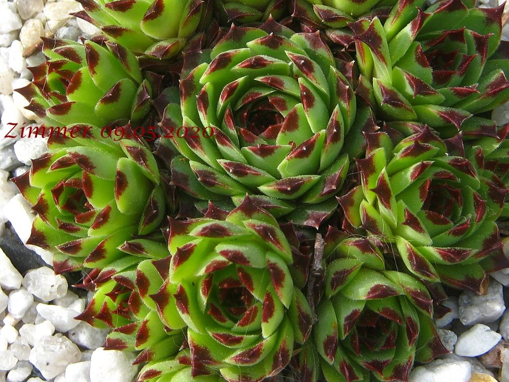 calcareum from Montagne de la Madone d'Utelle, 1200m