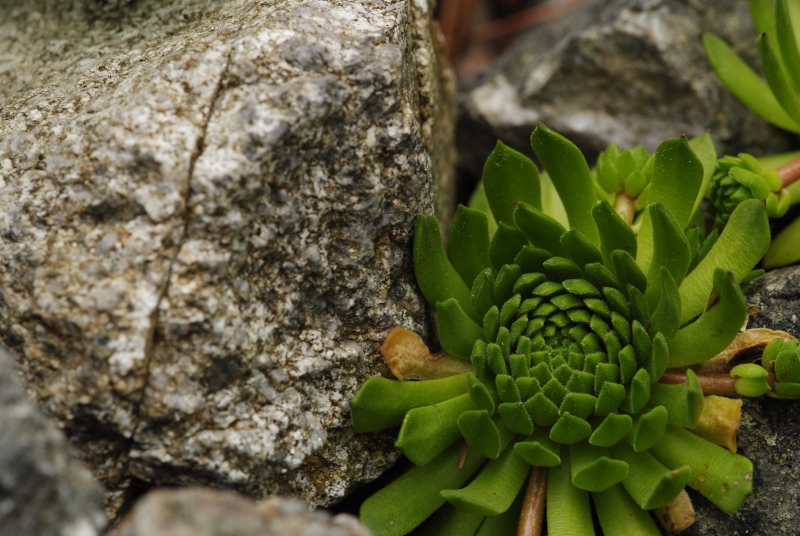 montanum ssp. carpathicum from Patria, SO Abhang
