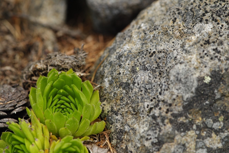 montanum ssp. carpathicum from Patria, SO Abhang