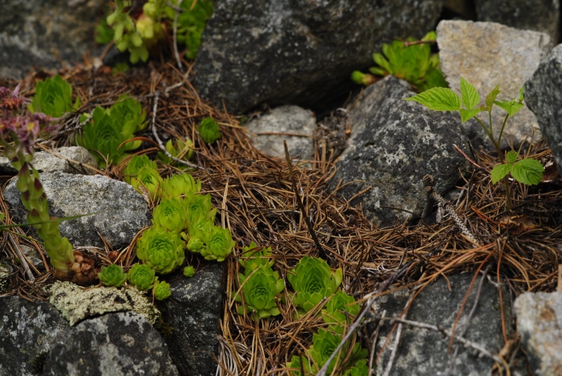 montanum ssp. carpathicum from Patria, SO Abhang