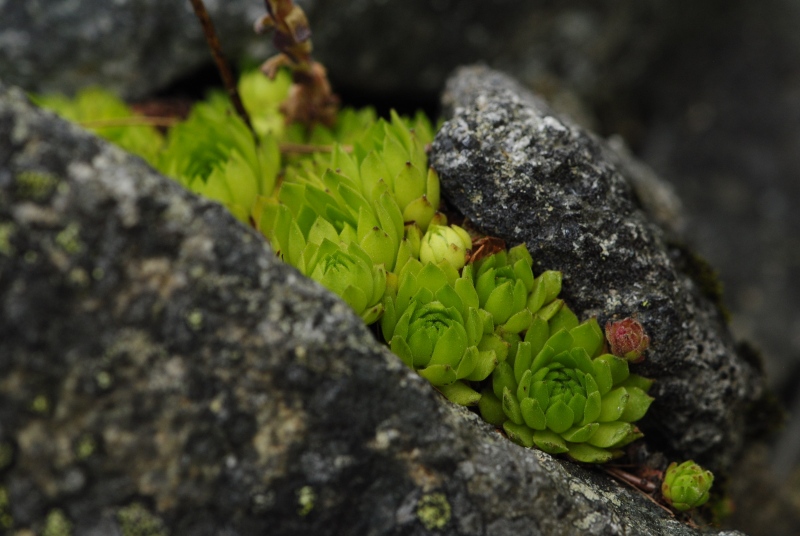 montanum ssp. carpathicum from Patria, SO Abhang