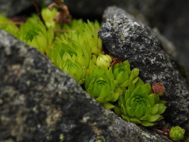 montanum ssp. carpathicum from Patria, SO Abhang