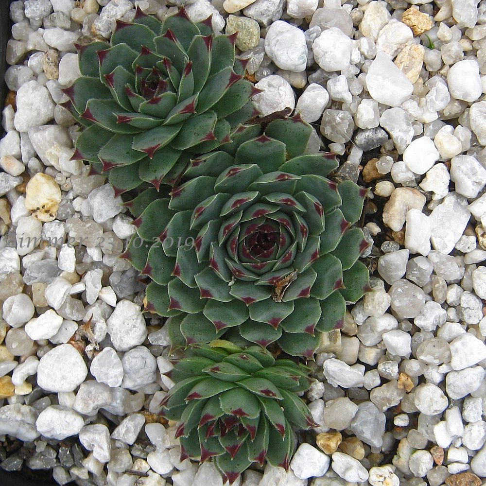 calcareum from Étroit des Cavaliers, Gorges du Verdon