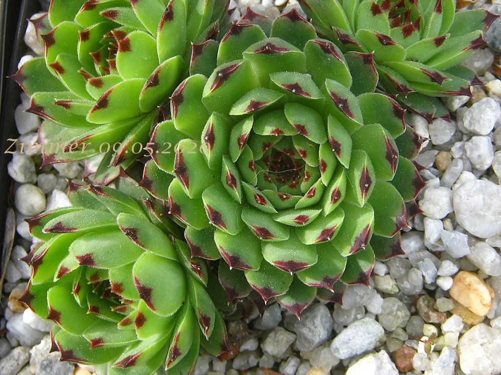 calcareum from Col du Noyer (PH1567)
