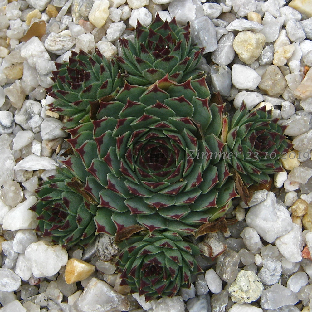 calcareum from Pic de l'Aigle, Alpes Maritimes
