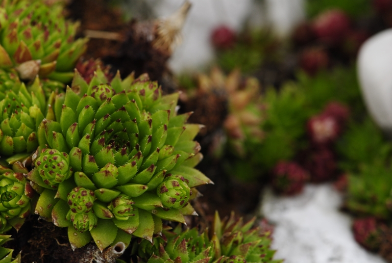 globiferum ssp. hirtum (preissianum) from Malý Fatranský Kriváň