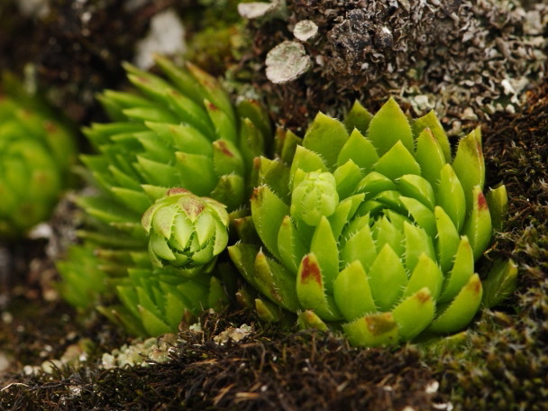 globiferum ssp. hirtum (preissianum) from Malý Fatranský Kriváň