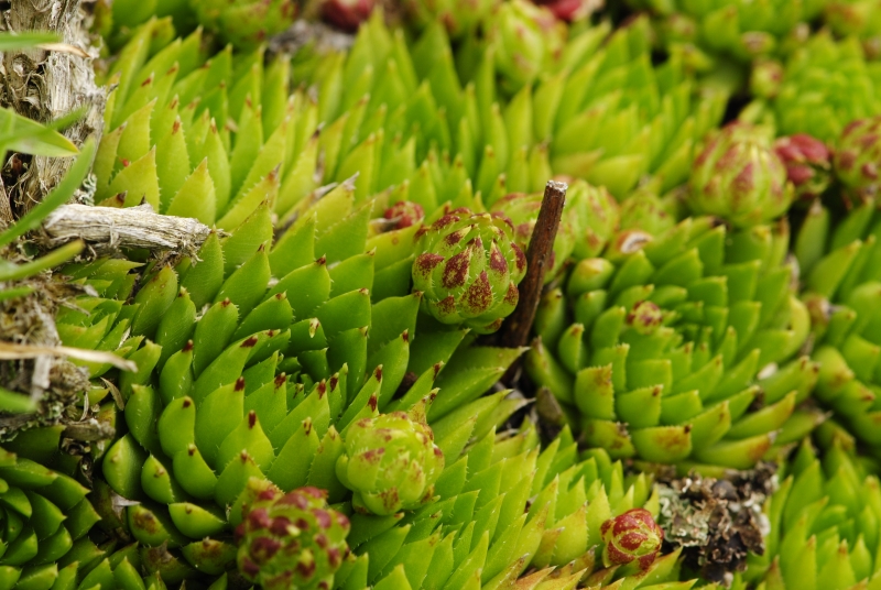 globiferum ssp. hirtum (preissianum) from Malý Fatranský Kriváň